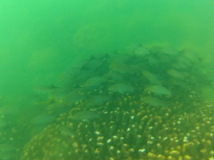 Haemulon maculicauda