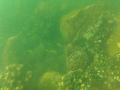Haemulon scudderii