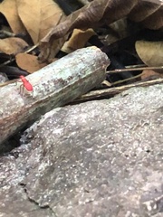 Dysdercus suturellus