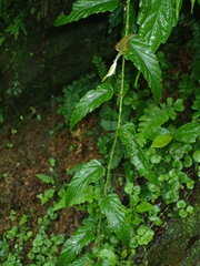 Rubus swinhoei