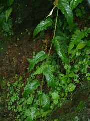 Rubus swinhoei