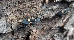 Calydon submetallicum