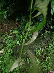 Rubus swinhoei