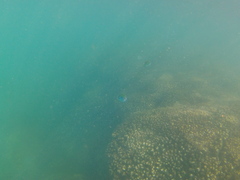 Abudefduf troschelii