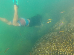 Thalassoma lucasanum