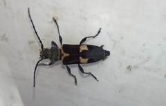 Calydon submetallicum