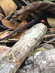 Dysdercus suturellus