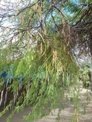 Prosopis