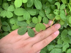 Arachis pintoi