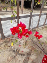 Bougainvillea