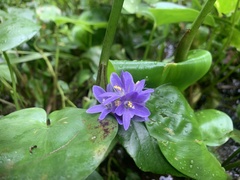 Pontederia vaginalis