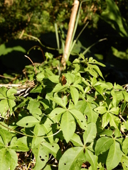 Taractrocerini