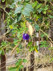 Clitoria ternatea