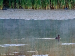 Fulica americana americana