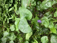 Pontederia vaginalis