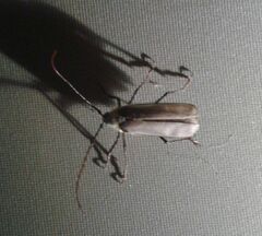 Erioderus hirtus