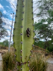 Cereus jamacaru