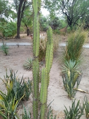 Cereus jamacaru