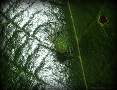 Bijoaraneus praesignis