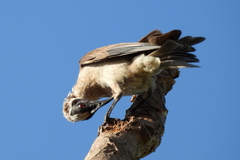 Philemon argenticeps