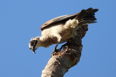 Philemon argenticeps