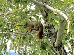 Sciurus niger