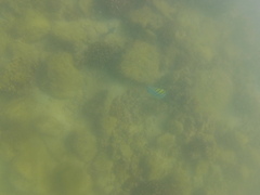 Abudefduf troschelii