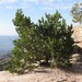 Pinus cembroides bicolor - Photo (c) C. Mallory,  זכויות יוצרים חלקיות (CC BY-NC), הועלה על ידי C. Mallory