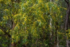 Daviesia arborea