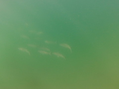 Caranx caninus