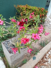 Adenium