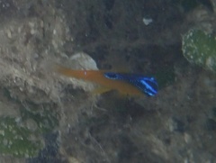 Pomacentrus grammorhynchus