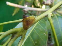 Ricania sublimata