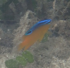 Pomacentrus grammorhynchus