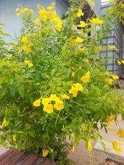 Tecoma stans