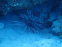 Pterois cincta