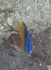 Pomacentrus grammorhynchus