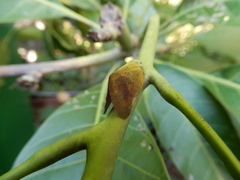 Ricania sublimata
