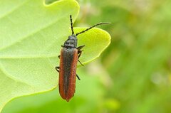 Omalisus fontisbellaquei