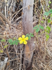 Momordica charantia