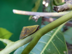 Ricania sublimata