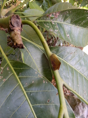 Ricania sublimata