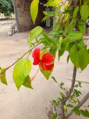 Hibiscus