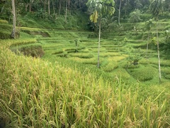 Oryza