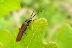 Omalisus fontisbellaquei