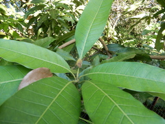 Ricania sublimata