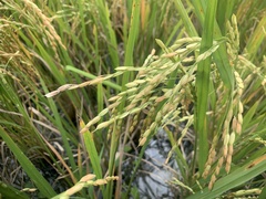 Oryza