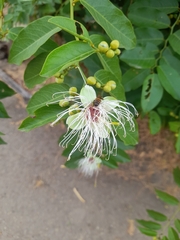 Cynophalla