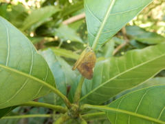 Ricania sublimata