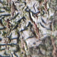 Opegrapha